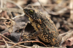 Poyntonophrynus fenoulheti