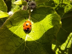 Coccinella septempunctata