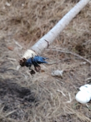 Pachyodontus languidus