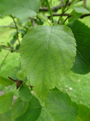 Alnus cordata