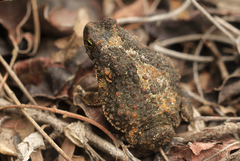 Poyntonophrynus fenoulheti