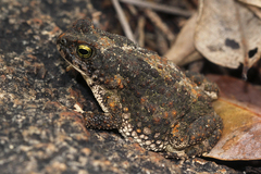 Poyntonophrynus fenoulheti