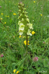 Pedicularis elongata