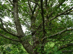 Alnus cordata