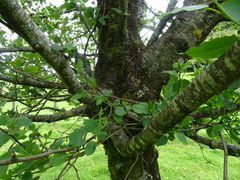 Alnus cordata