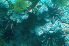 Eucidaris galapagensis