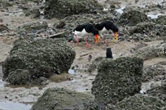 Haematopus ostralegus