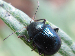 Basilepta fulvipes