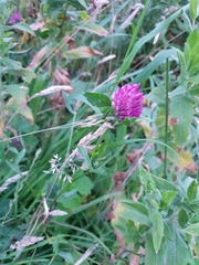 Trifolium pratense