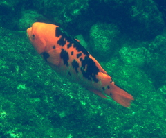 Bodianus eclancheri