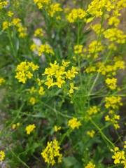 Bunias orientalis