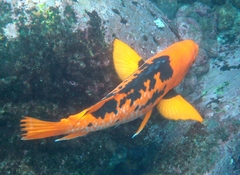 Bodianus eclancheri