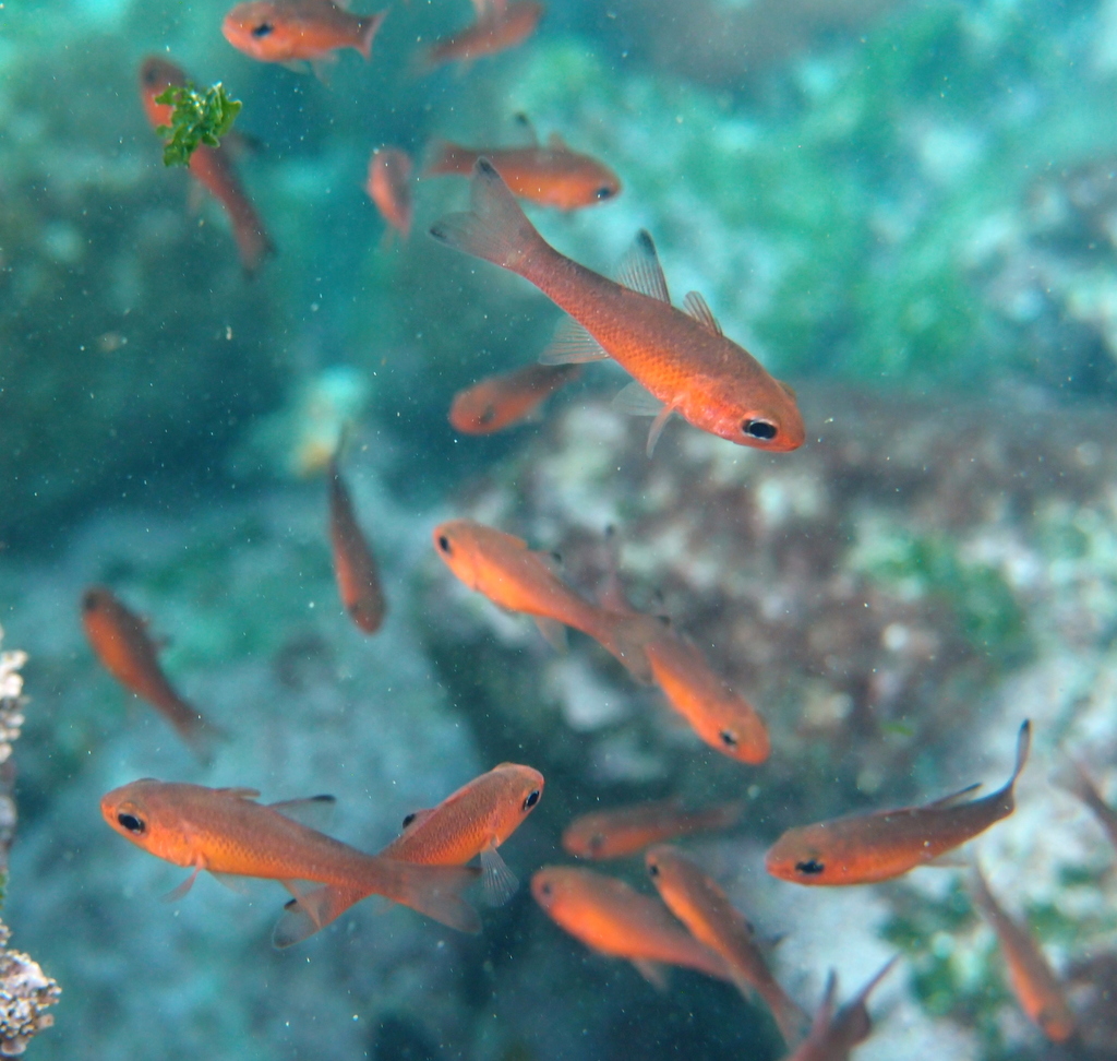 Blacktip Cardinalfish