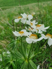 Anemonastrum fasciculatum