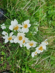 Anemonastrum fasciculatum
