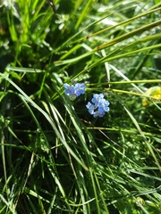 Myosotis alpestris