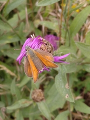 Thymelicus sylvestris