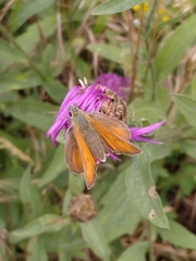 Thymelicus sylvestris
