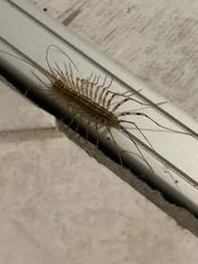 Scutigera coleoptrata