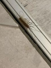 Scutigera coleoptrata