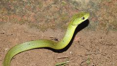 Boiga cyanea