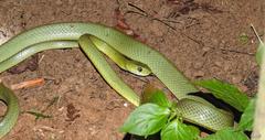 Boiga cyanea