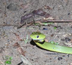 Boiga cyanea