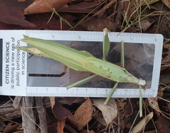 Tropidoderus childrenii