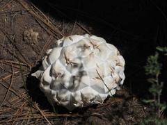 Calvatia sculpta