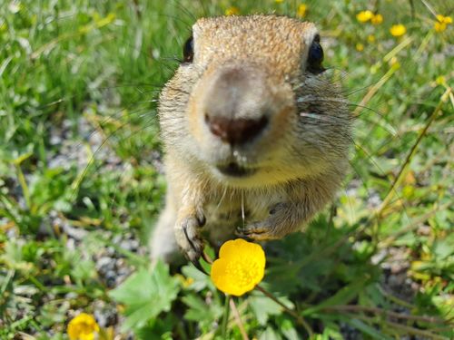 Caucasian Mountain Ground Squirrel