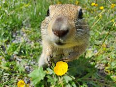 Caucasian Mountain Ground Squirrel photo 3