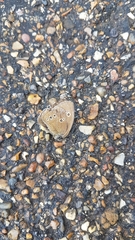 Aphantopus hyperantus