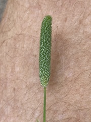 Phleum bertolonii