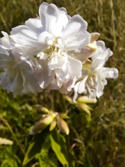 Saponaria officinalis