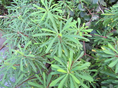 Euphorbia kraussiana