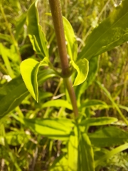 Saponaria officinalis