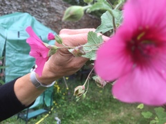 Anisodontea scabrosa
