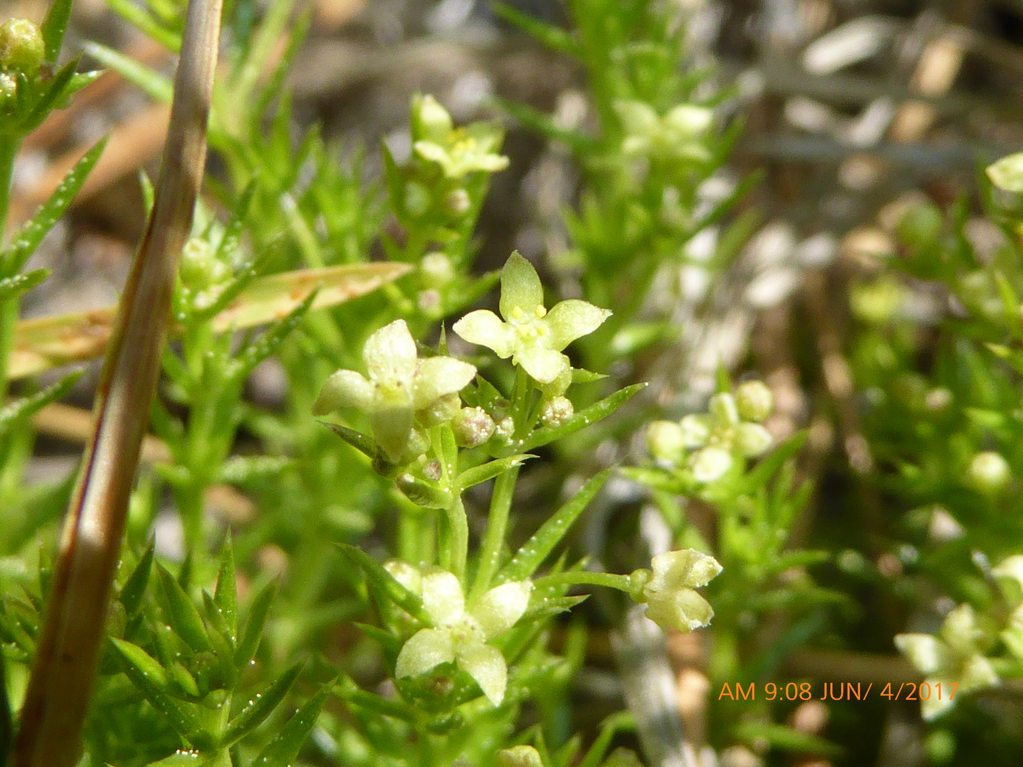 Galium andrewsii