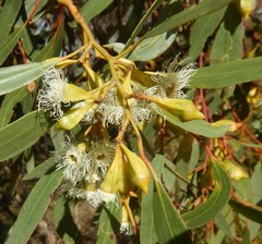 Eucalyptus calycogona