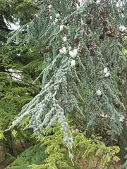 Cedrus