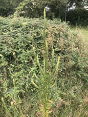 Reseda luteola