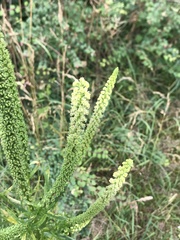 Reseda luteola