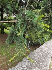 Cedrus