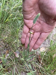 Phleum bertolonii