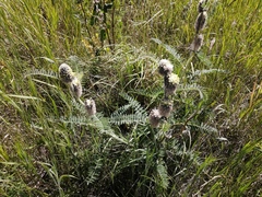 Astragalus alopecurus