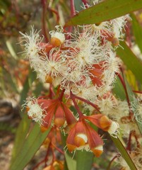 Eucalyptus calycogona