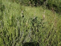 Astragalus alopecurus
