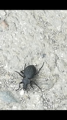 Carabus gigas