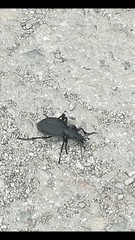 Carabus gigas