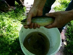 Salvelinus fontinalis fontinalis